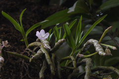 Dendrobium lawianum